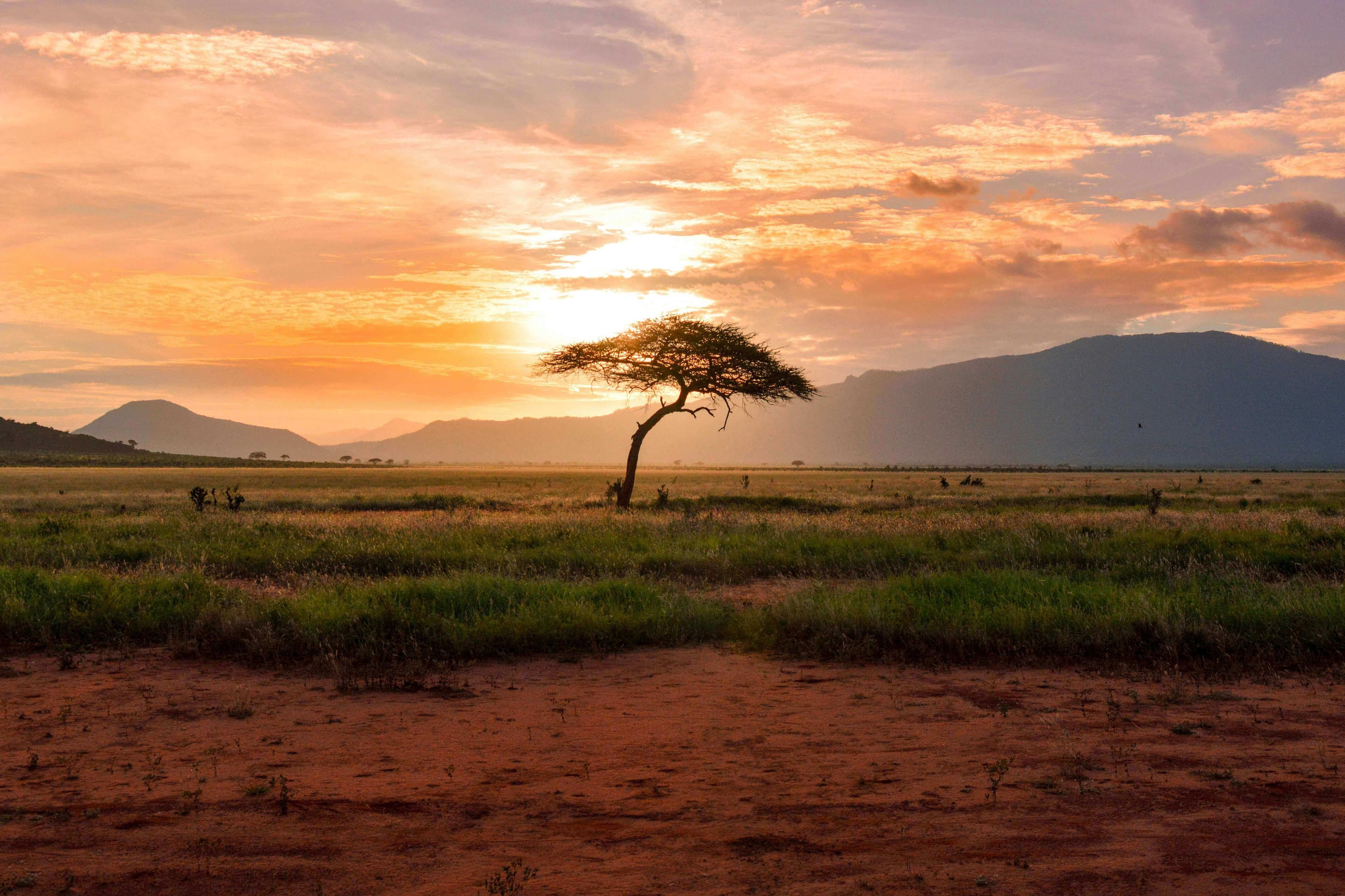 Tsavo National Park travel destination - One of Kenya's largest parks with diverse wildlife