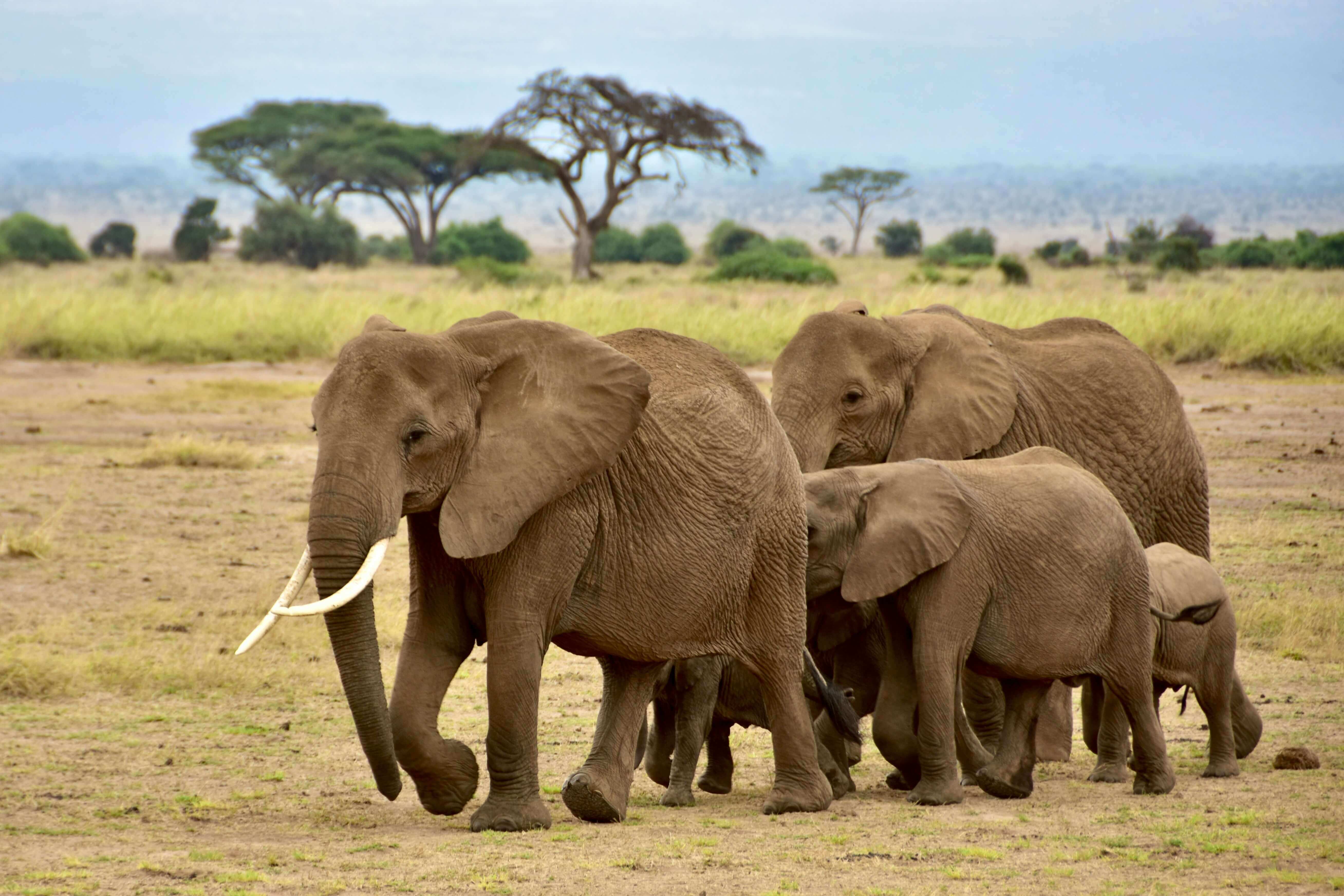 Amboseli National Park travel destination - Iconic safari destination with views of Mount Kilimanjaro