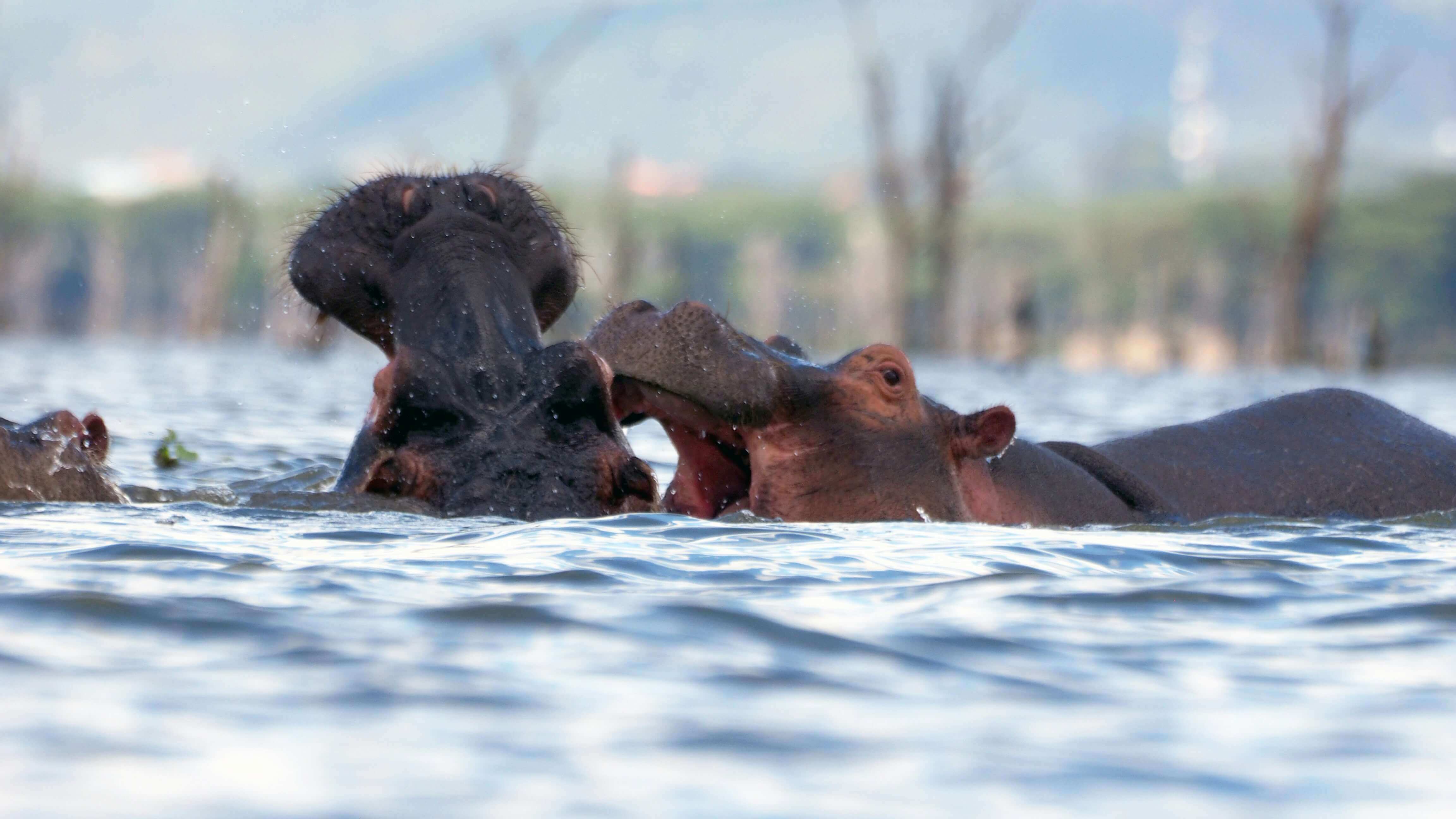 Lake Naivasha — Freshwater lake surrounded by wildlife and adventure activities
