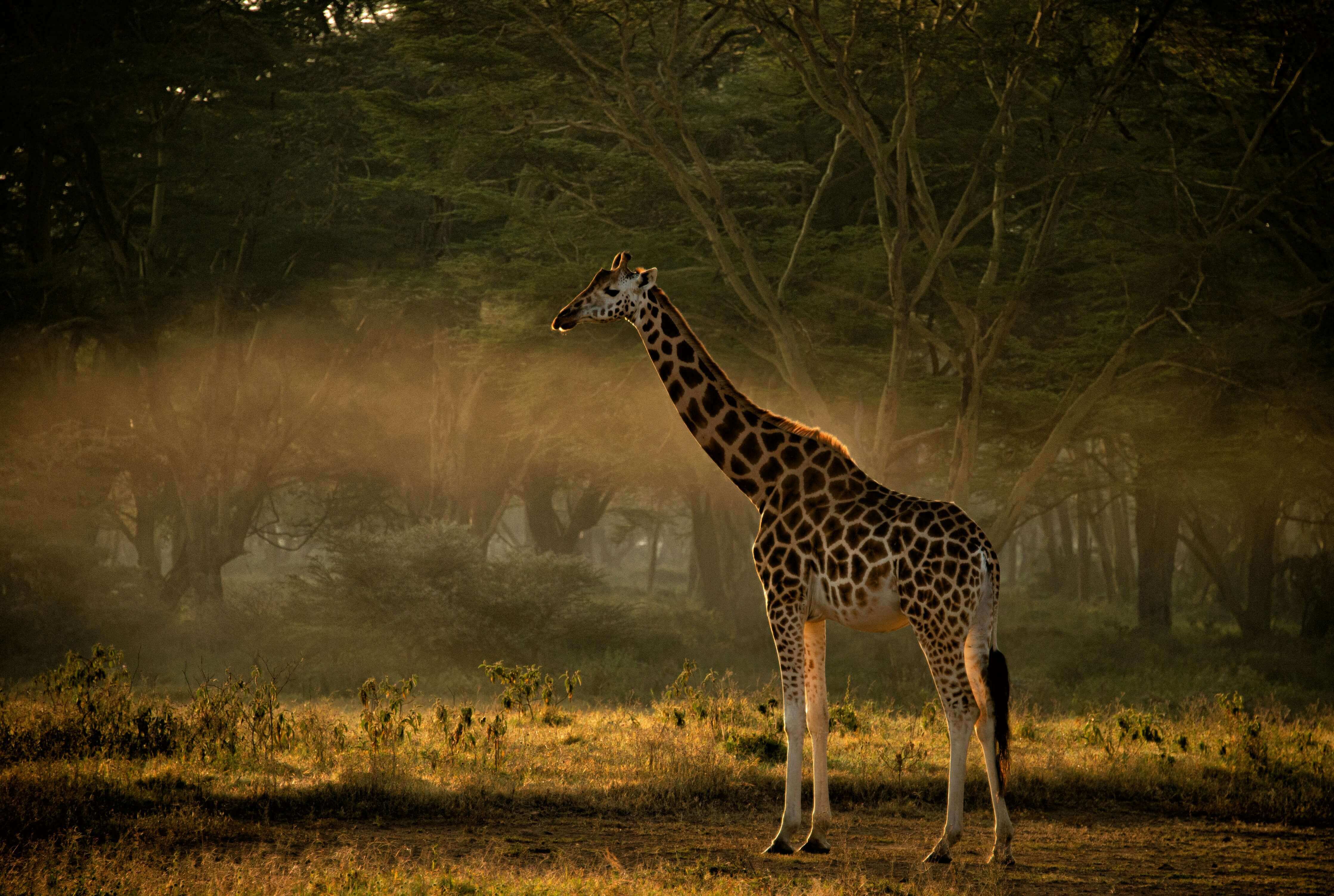 Samburu National Reserve — Remote wilderness with unique wildlife and cultural experiences